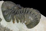 Detailed Reedops Trilobite - Atchana, Morocco #125196-4